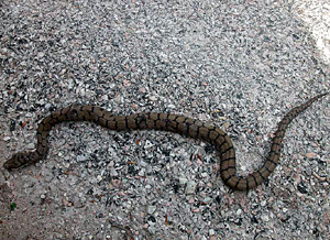 Vipera
