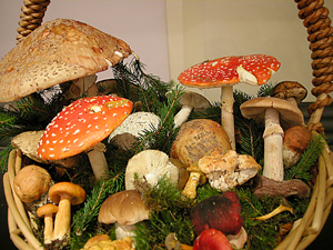 regno-funghi